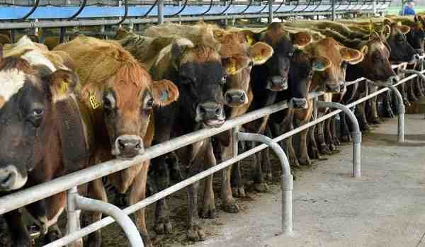 Dairy Farming and Poultry